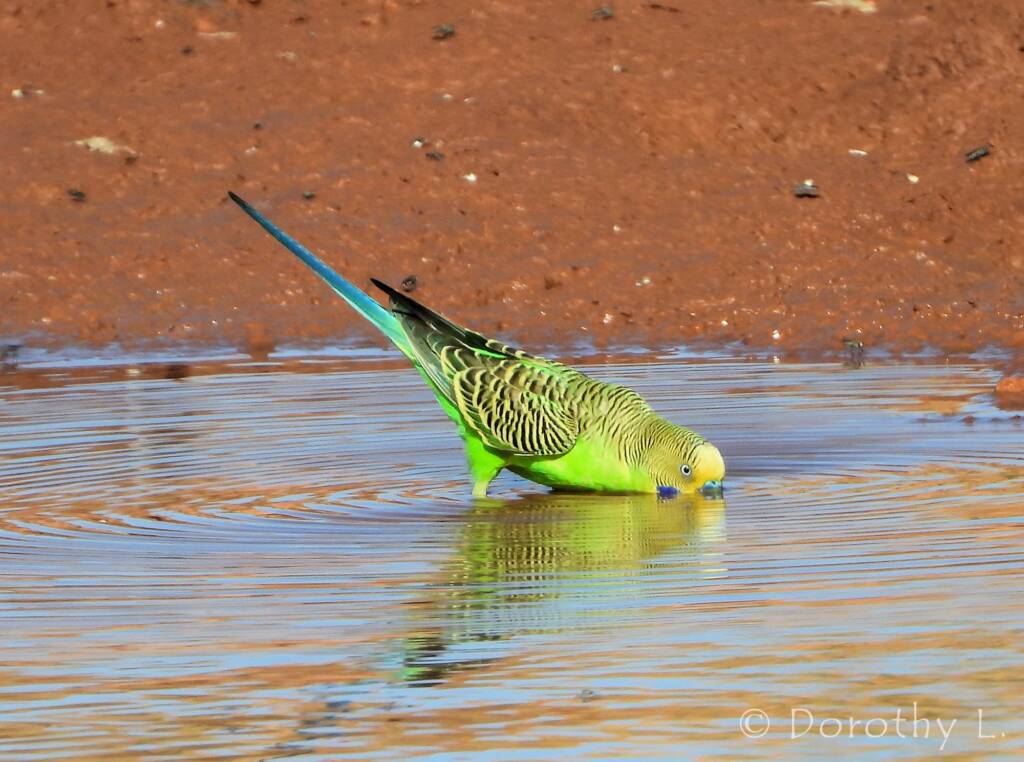 Budgerigar (Melopsittacus undulatus) at water source