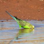 Budgerigar (Melopsittacus undulatus) at water source