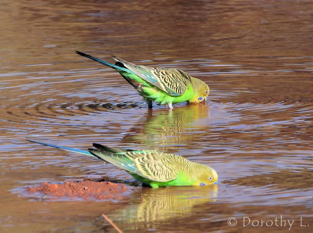 Budgerigars (Melopsittacus undulatus) at water source