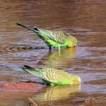 Budgerigars (Melopsittacus undulatus) at water source