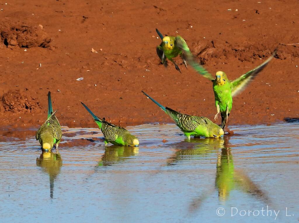 Budgerigars (Melopsittacus undulatus) at water source
