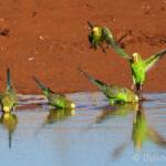 Budgerigars (Melopsittacus undulatus) at water source