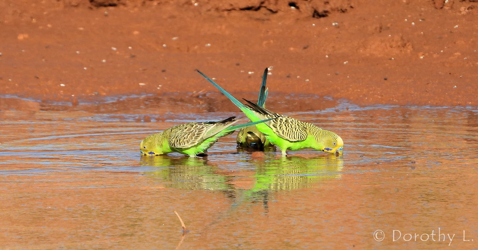 Budgerigars (Melopsittacus undulatus) at water source