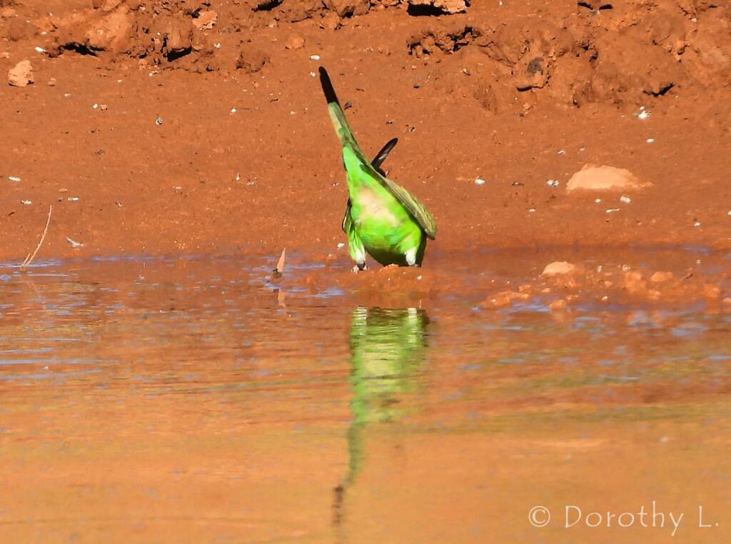 Budgerigar (Melopsittacus undulatus) at water source