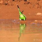 Budgerigar (Melopsittacus undulatus) at water source