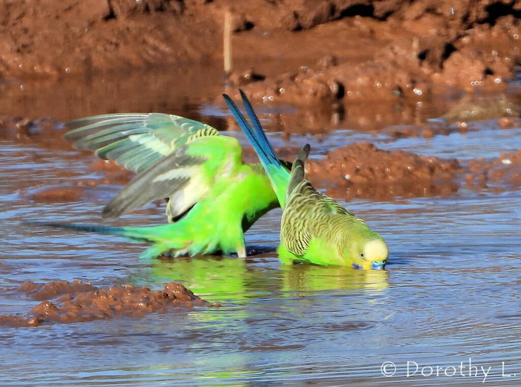 Budgerigars (Melopsittacus undulatus) at water source