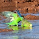 Budgerigars (Melopsittacus undulatus) at water source