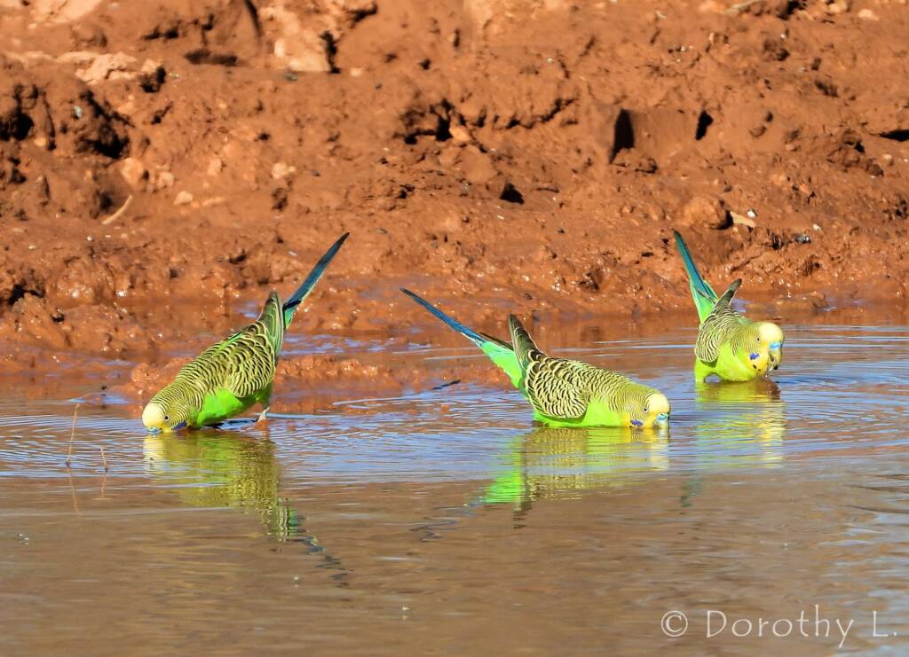 Budgerigars (Melopsittacus undulatus) at water source