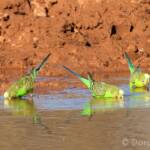 Budgerigars (Melopsittacus undulatus) at water source