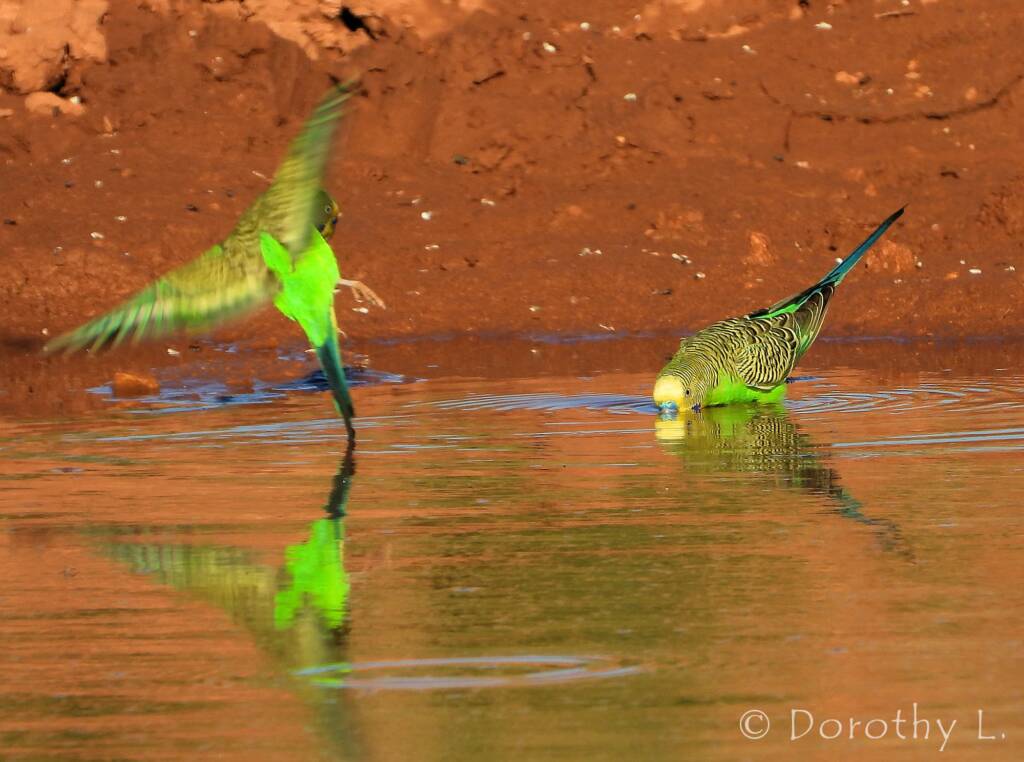 Budgerigars (Melopsittacus undulatus) at water source