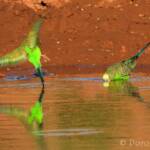 Budgerigars (Melopsittacus undulatus) at water source