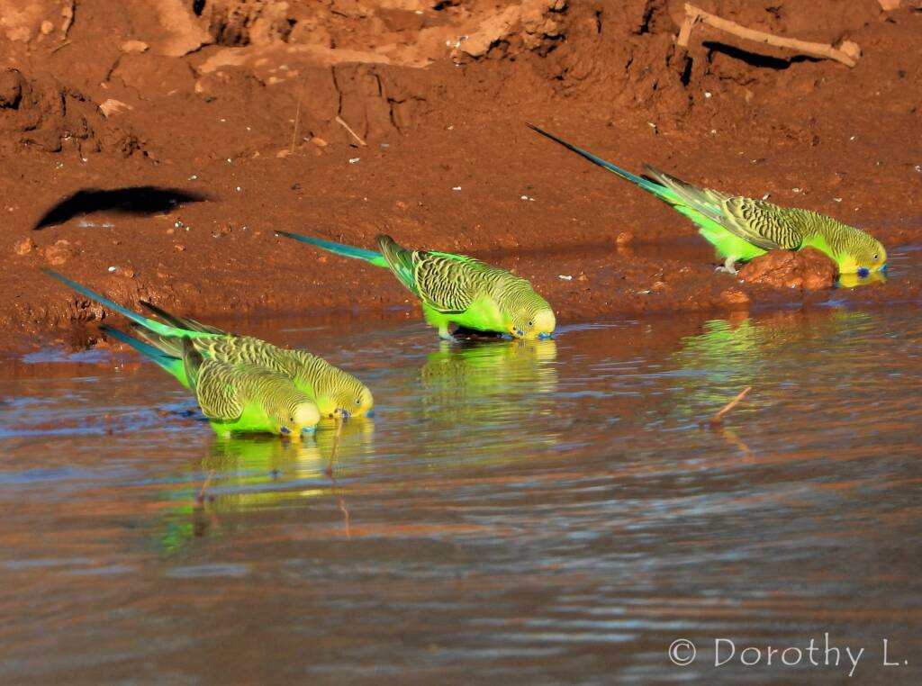 Budgerigars (Melopsittacus undulatus) at water source