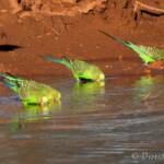 Budgerigars (Melopsittacus undulatus) at water source