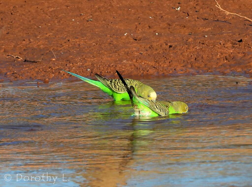 Budgerigars (Melopsittacus undulatus) at water source