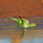 Budgerigars (Melopsittacus undulatus) at water source