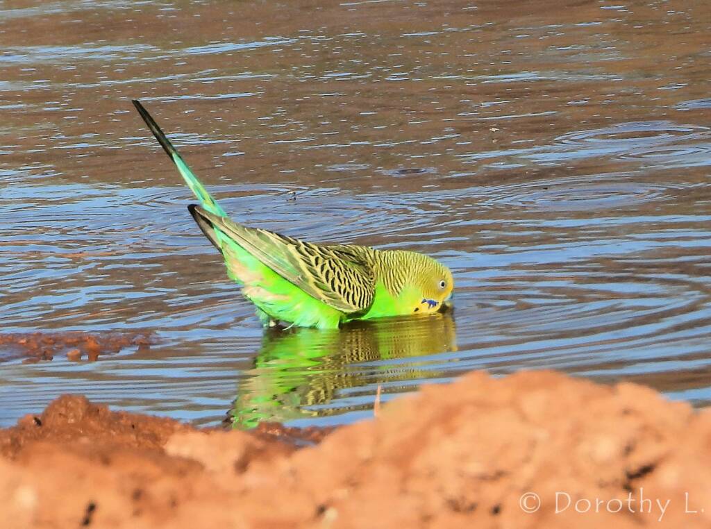 Budgerigar (Melopsittacus undulatus) at water source