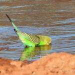 Budgerigar (Melopsittacus undulatus) at water source