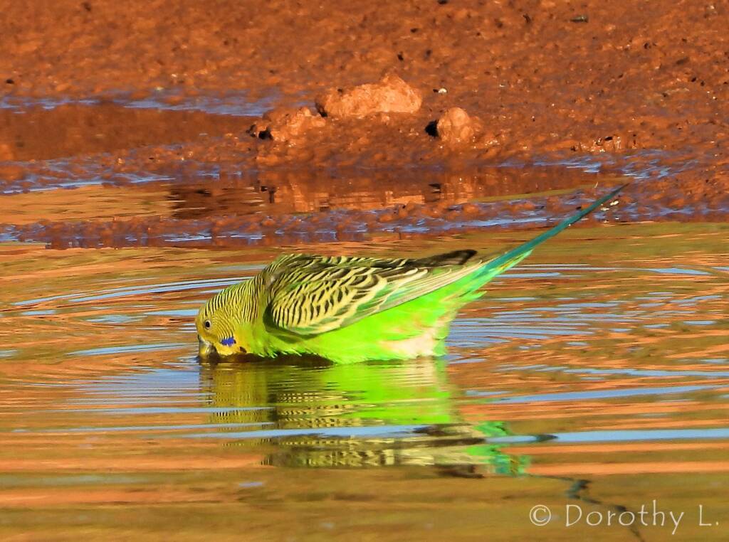 Budgerigar (Melopsittacus undulatus) at water source