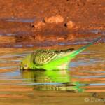 Budgerigar (Melopsittacus undulatus) at water source