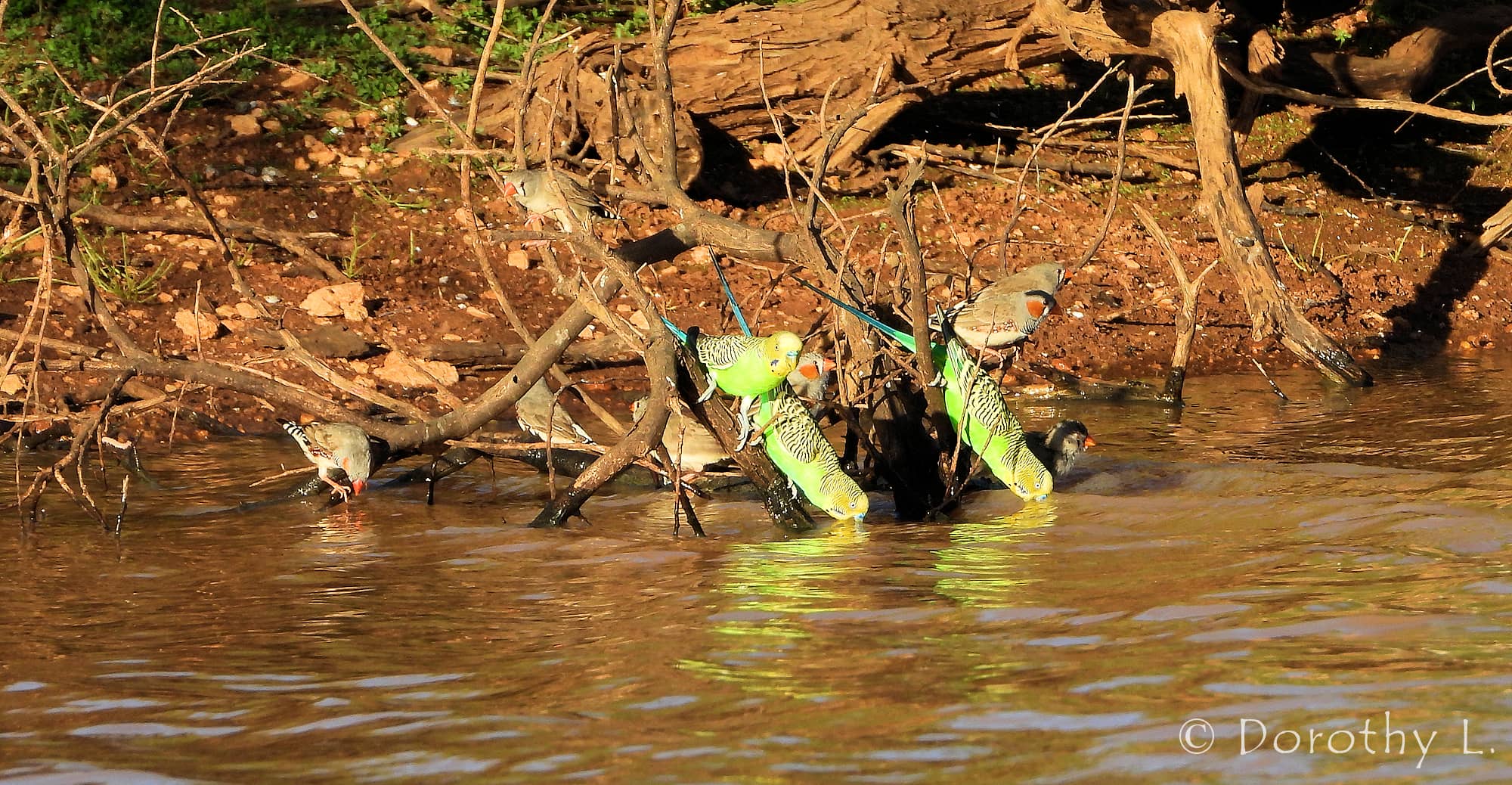 Budgerigars and Zebra Finches, Kunoth Bore, NT