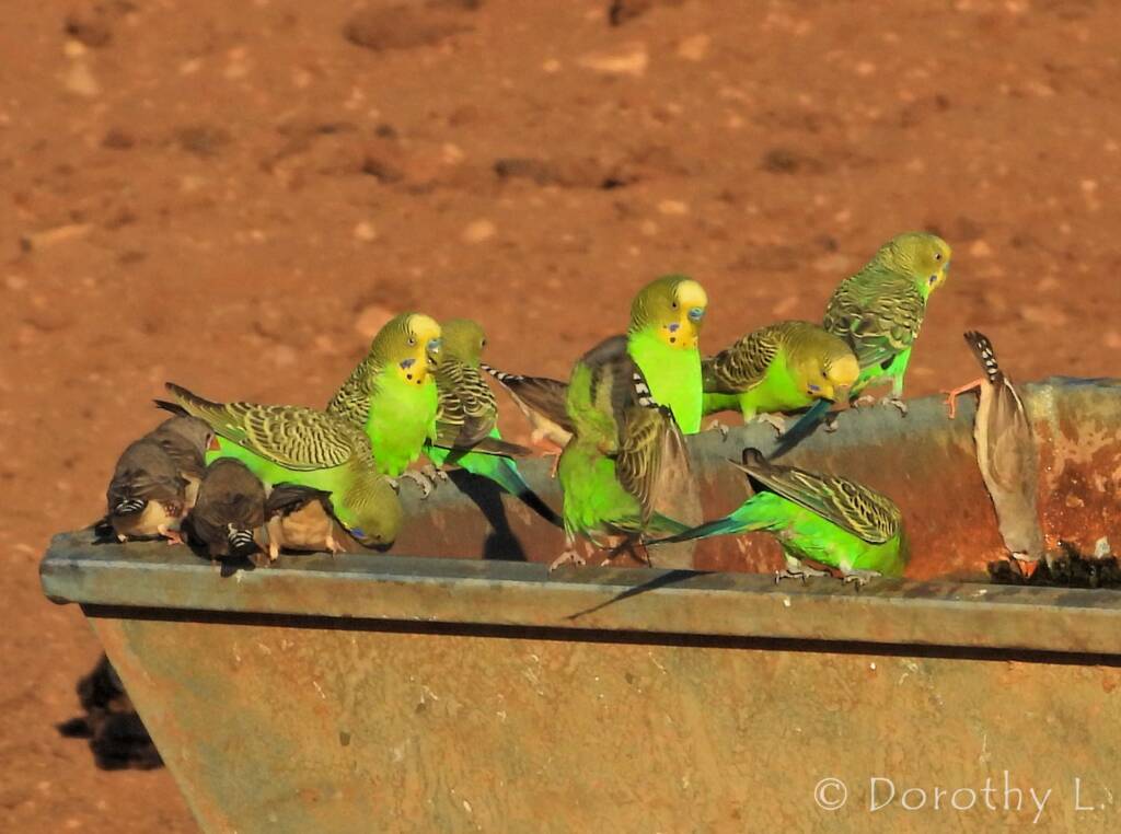 Budgerigars and Zebra Finches at water trough