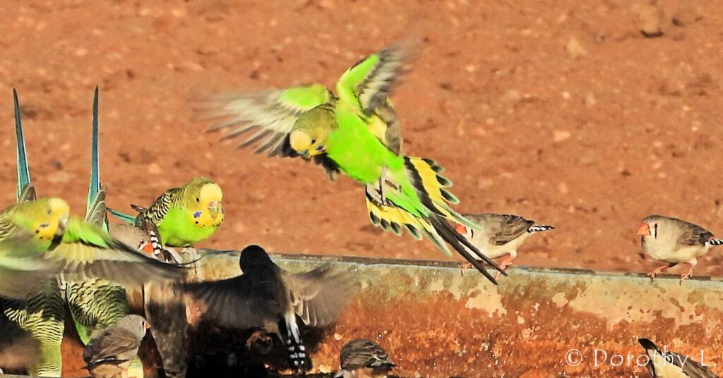 Budgerigars and Zebra Finches at water trough