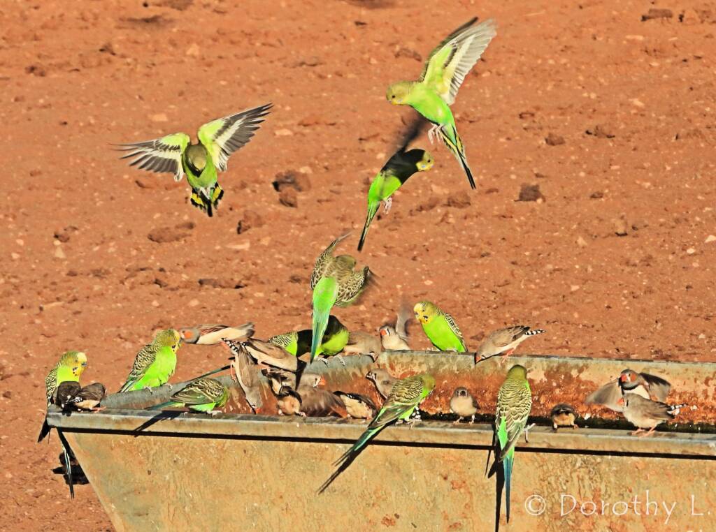 Budgerigars and Zebra Finches at water trough