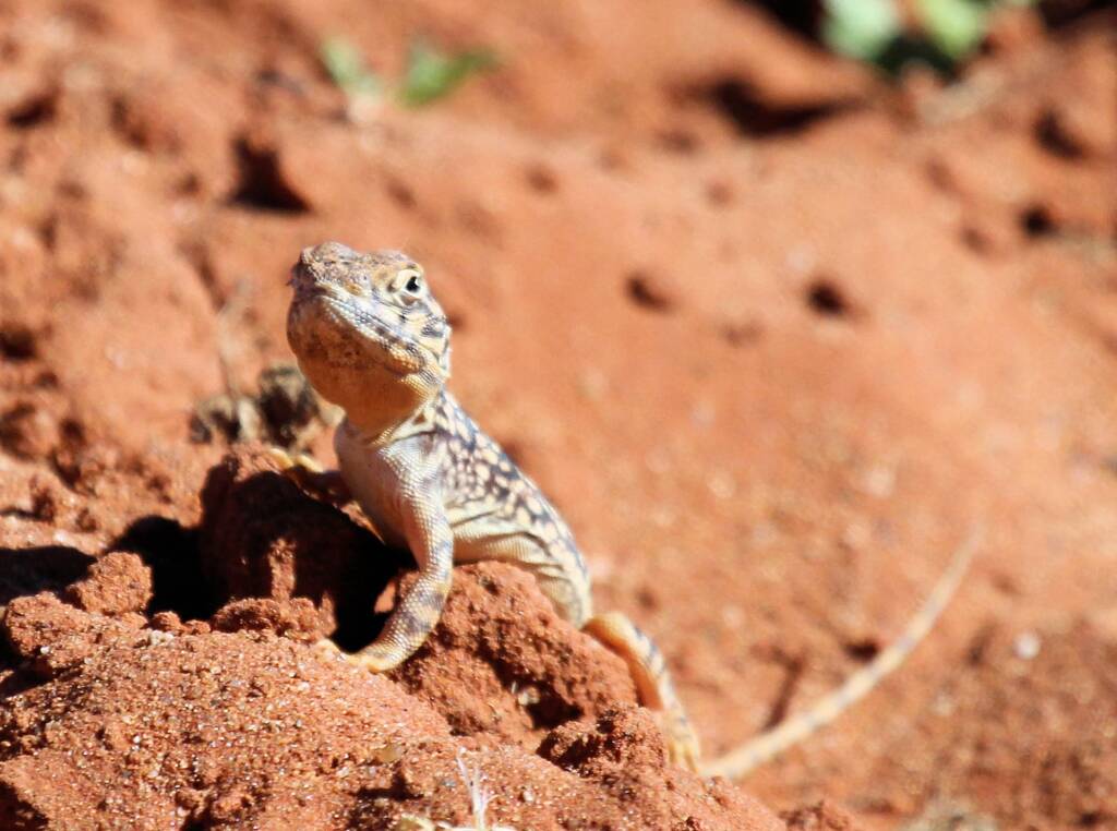 Central Netted Dragon (Ctenophorus nuchalis)
