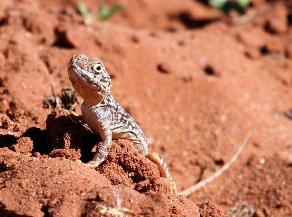 Central Netted Dragon (Ctenophorus nuchalis)