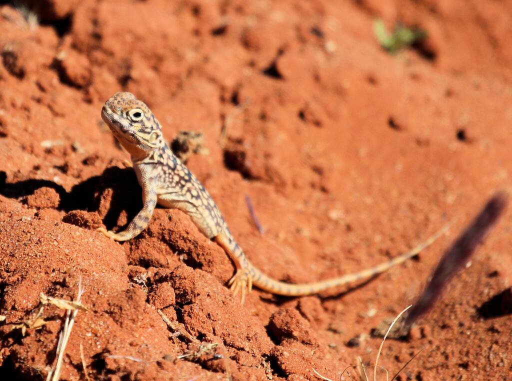Central Netted Dragon (Ctenophorus nuchalis)