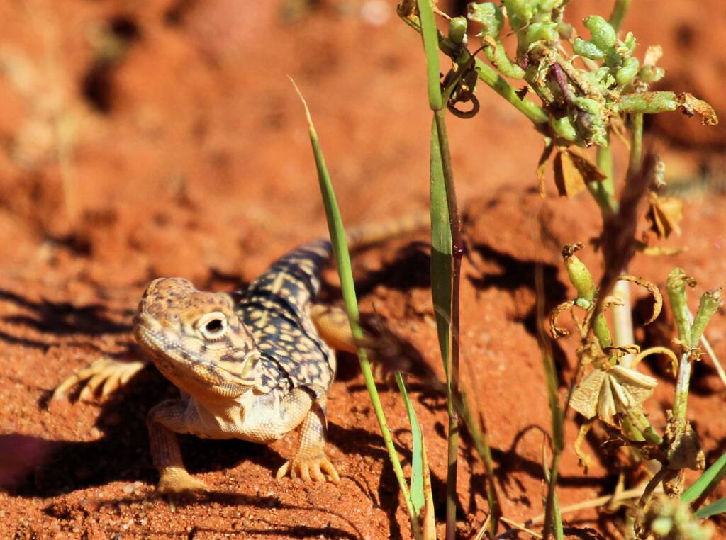 Central Netted Dragon (Ctenophorus nuchalis)