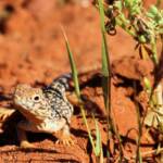 Central Netted Dragon (Ctenophorus nuchalis)