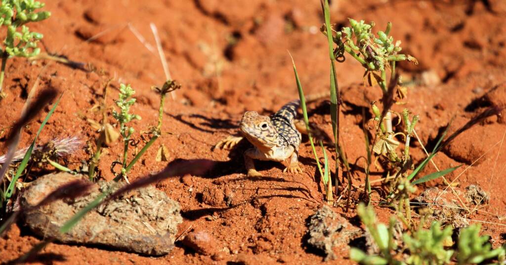 Central Netted Dragon (Ctenophorus nuchalis)