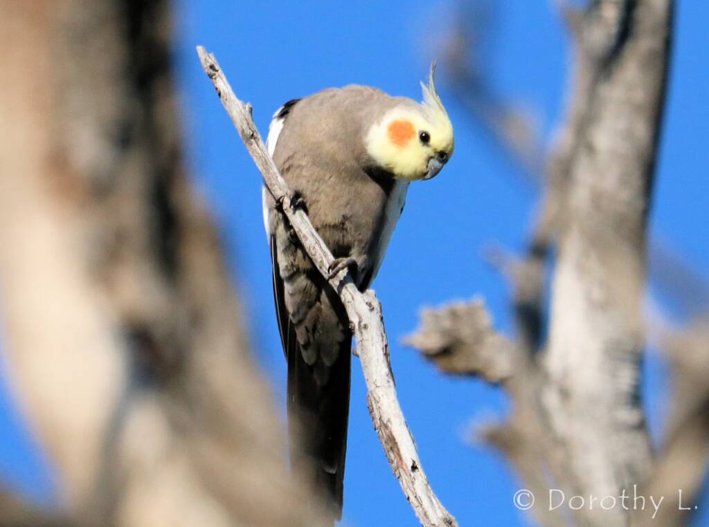 Cockatiel (Nymphicus hollandicus)