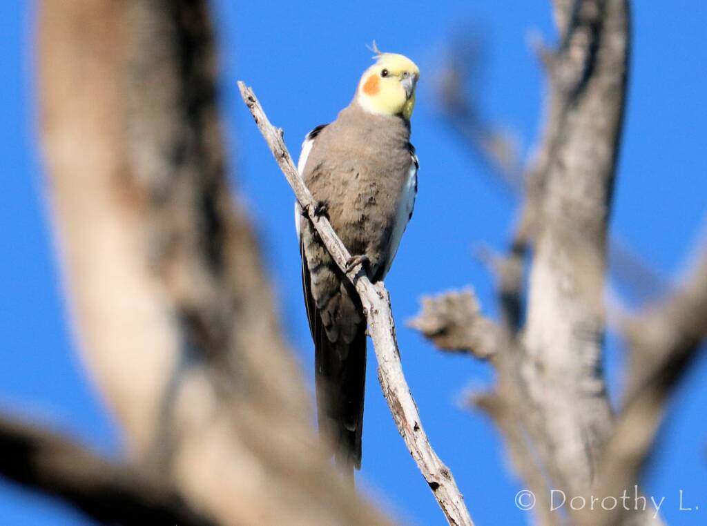 Cockatiel (Nymphicus hollandicus)