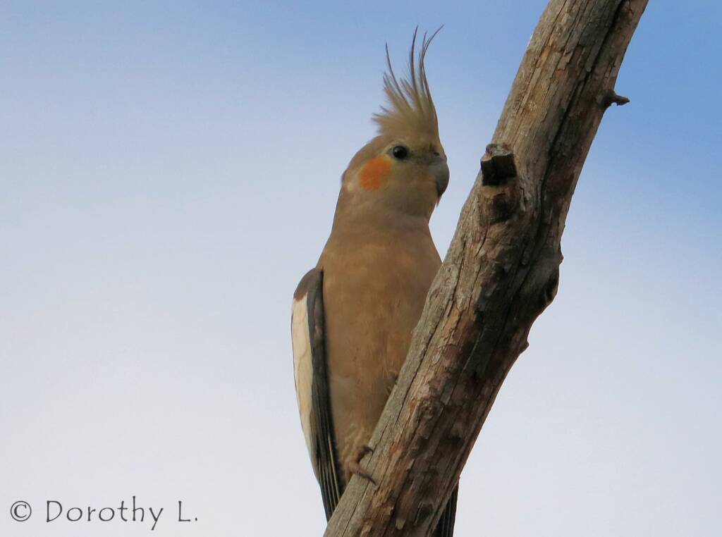 Cockatiel (Nymphicus hollandicus)