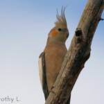 Cockatiel (Nymphicus hollandicus)