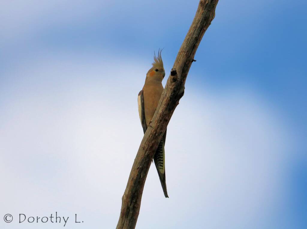 Cockatiel (Nymphicus hollandicus)