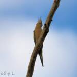 Cockatiel (Nymphicus hollandicus)