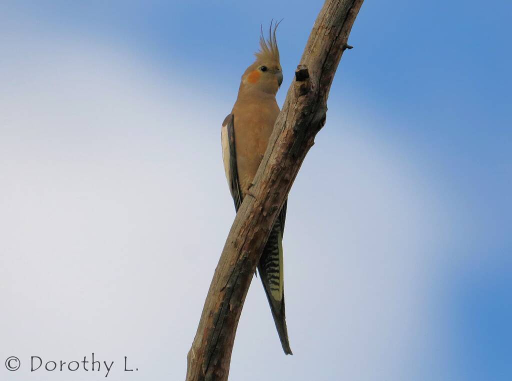 Cockatiel (Nymphicus hollandicus)