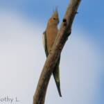 Cockatiel (Nymphicus hollandicus)