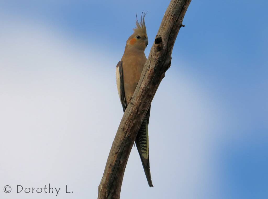 Cockatiel (Nymphicus hollandicus)