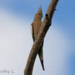 Cockatiel (Nymphicus hollandicus)
