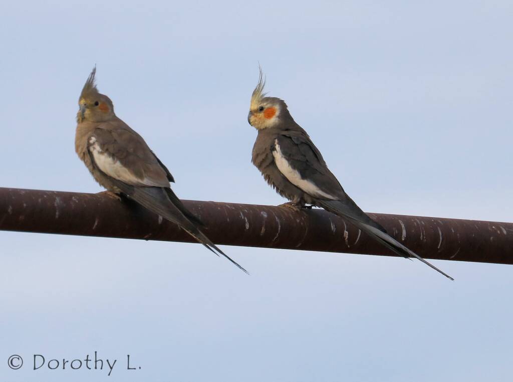 Cockatiels (Nymphicus hollandicus)