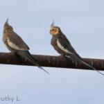 Cockatiels (Nymphicus hollandicus)