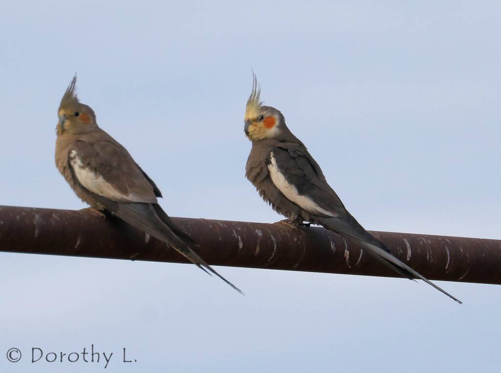 Cockatiels (Nymphicus hollandicus)
