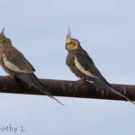 Cockatiels (Nymphicus hollandicus)