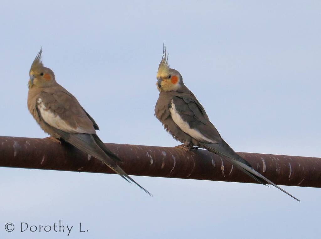 Cockatiels (Nymphicus hollandicus)