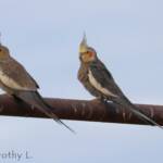 Cockatiels (Nymphicus hollandicus)
