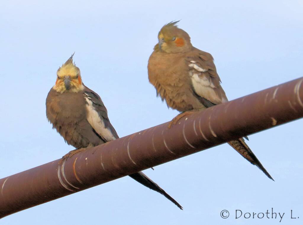 Cockatiels (Nymphicus hollandicus)